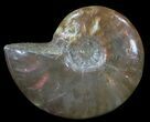 Flashy Red Iridescent Ammonite - Wide #52362-1